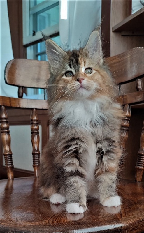 Dee Monterini - Кошеня мейн-кун 2 місяця 1,5 тиждень