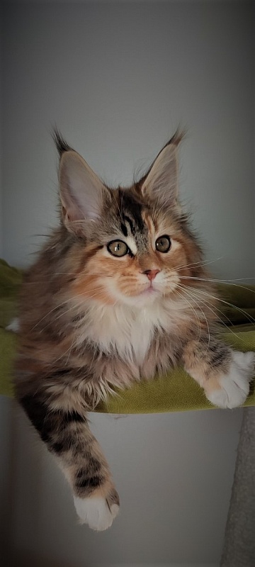 Dee Monterini - Кошеня мейн-кун 3 місяця 1 тиждень