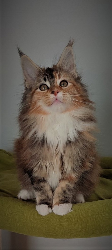 Dee Monterini - Кошеня мейн-кун 3 місяця 1 тиждень