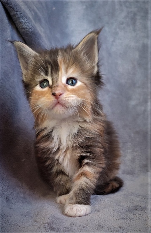 Dee Monterini - Кошеня мейн-кун 1 місяць