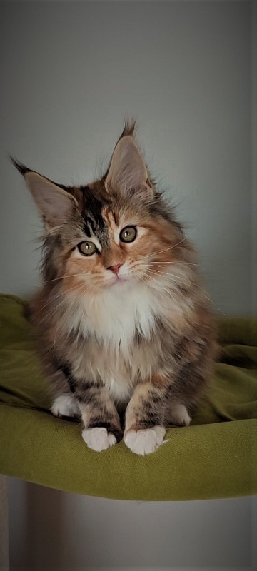 Dee Monterini - Кошеня мейн-кун 3 місяця 1 тиждень