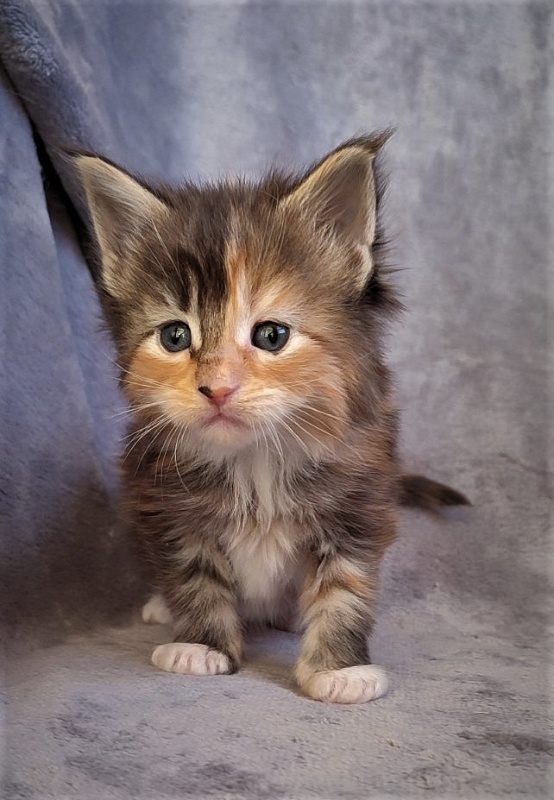 Dee Monterini - Кошеня мейн-кун 1 місяць