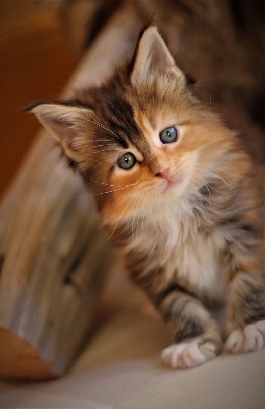 Dee Monterini - Кошеня мейн-кун 1 місяць 0,5 тижнів