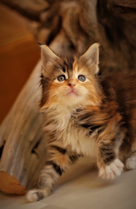 Dee Monterini - Кошеня мейн-кун 1 місяць 0,5 тижнів