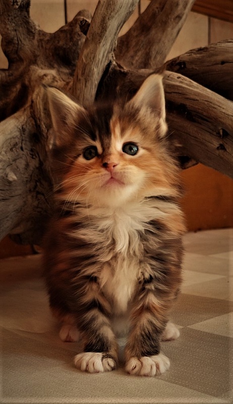 Dee Monterini - Кошеня мейн-кун 1 місяць 0,5 тижнів