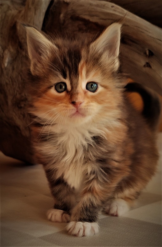 Dee Monterini - Кошеня мейн-кун 1 місяць 0,5 тижнів