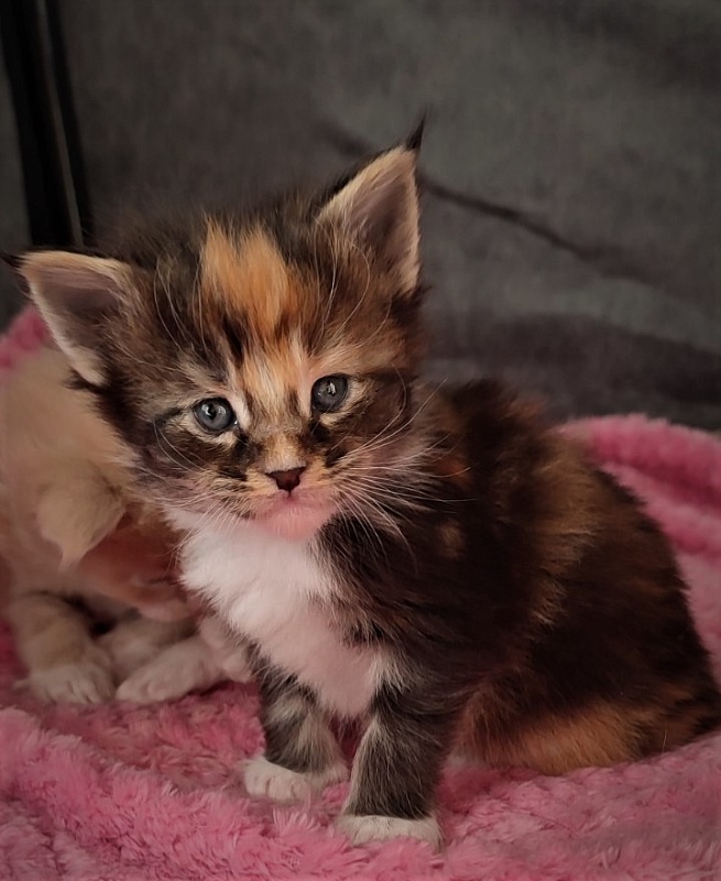 Derby Monterini - Kitten maine-coon 3.5 weeks