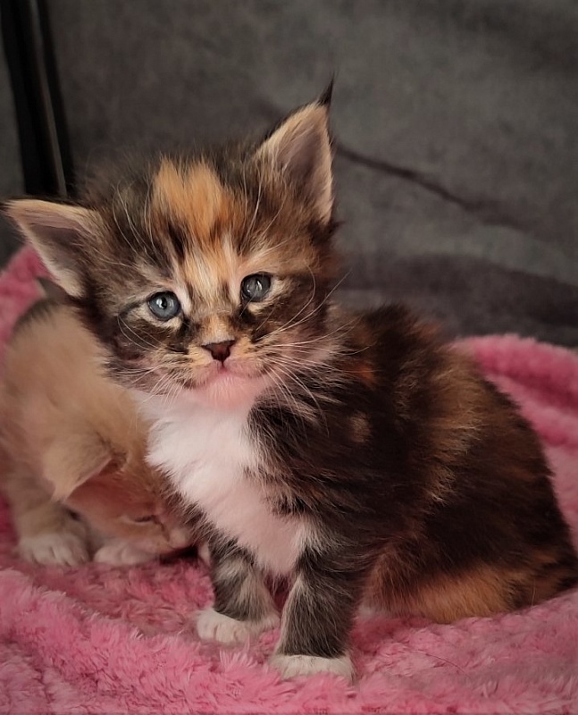 Derby Monterini - Kitten maine-coon 3.5 weeks