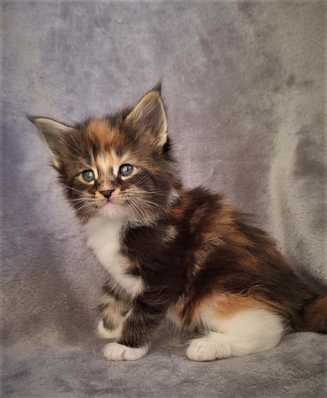 Derby Monterini - Kitten maine-coon 1 month