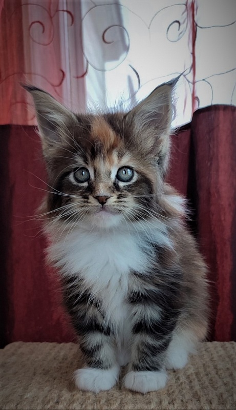 Derby Monterini - Kitten maine-coon 1 month 2.5 weeks