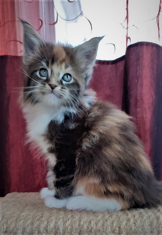 Derby Monterini - Kitten maine-coon 1 month 2.5 weeks