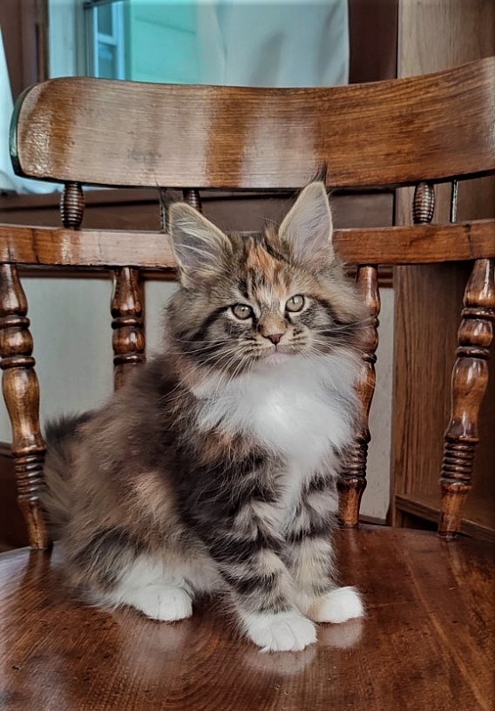 Derby Monterini - Kitten maine-coon 2 months 1.5 week
