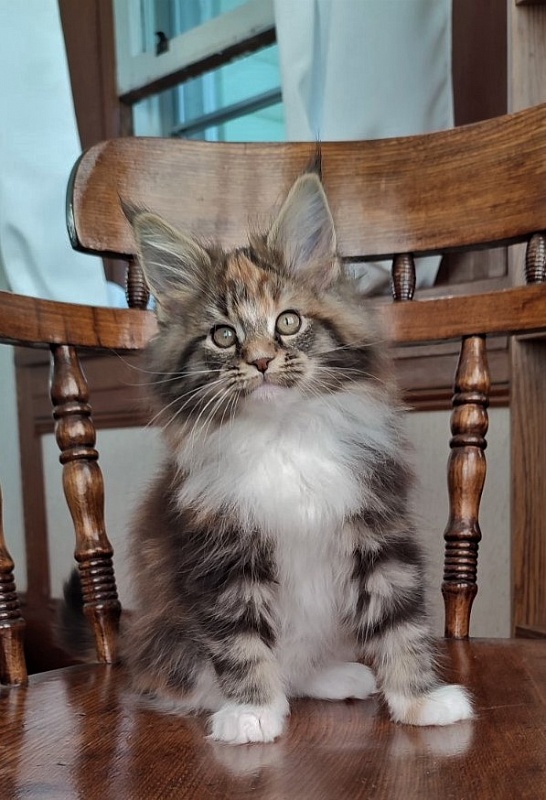 Derby Monterini - Kitten maine-coon 2 months 1.5 week
