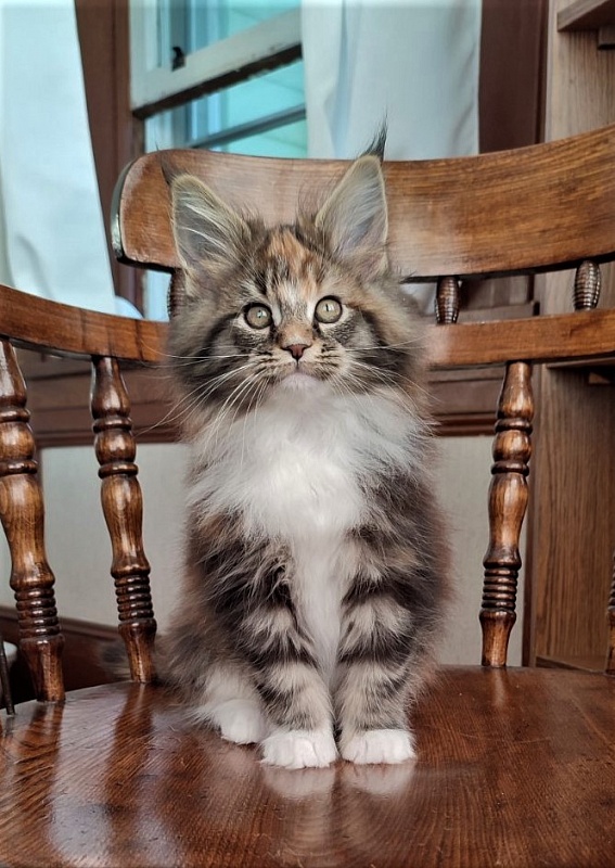 Derby Monterini - Kitten maine-coon 2 months 1.5 week