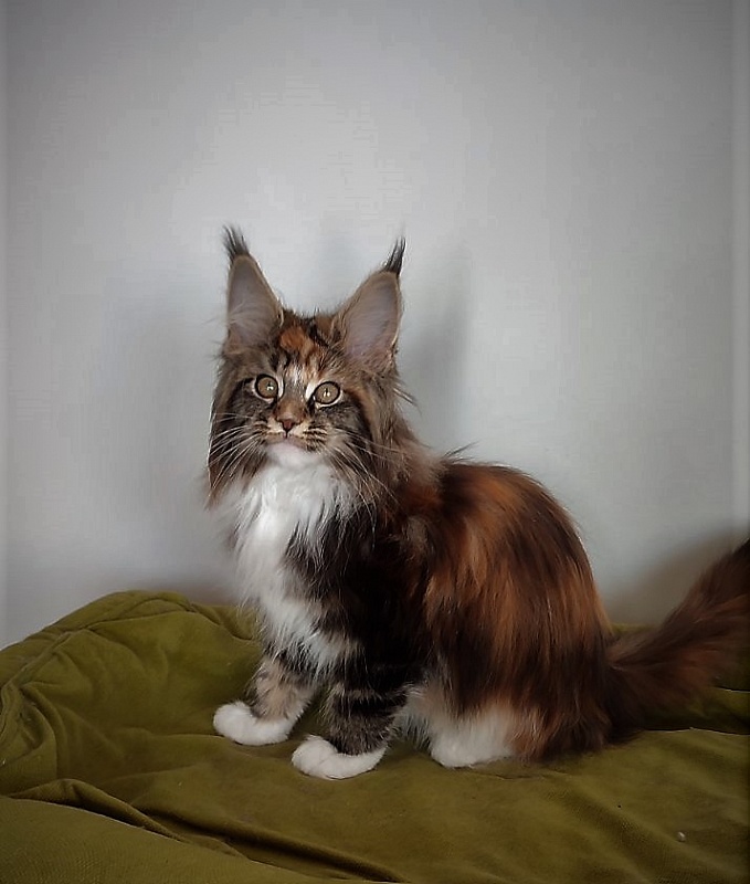 Derby Monterini - Kitten maine-coon 3 months 1 week