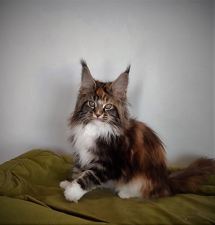 Derby Monterini - Kitten maine-coon 3 months 1 week
