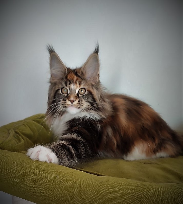 Derby Monterini - Kitten maine-coon 3 months 1 week