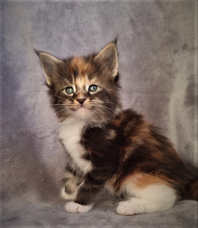 Derby Monterini - Kitten maine-coon 1 month