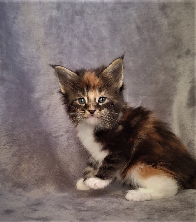 Derby Monterini - Kitten maine-coon 1 month