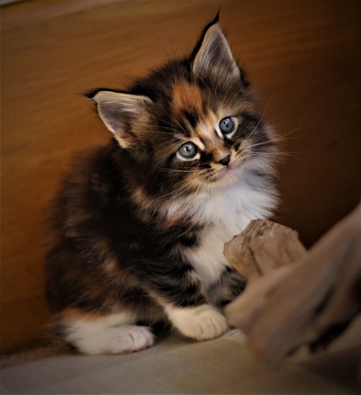 Derby Monterini - Kitten maine-coon 1 month 0.5 weeks