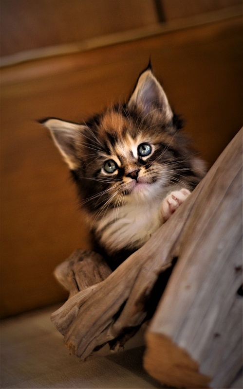 Derby Monterini - Kitten maine-coon 1 month 0.5 weeks