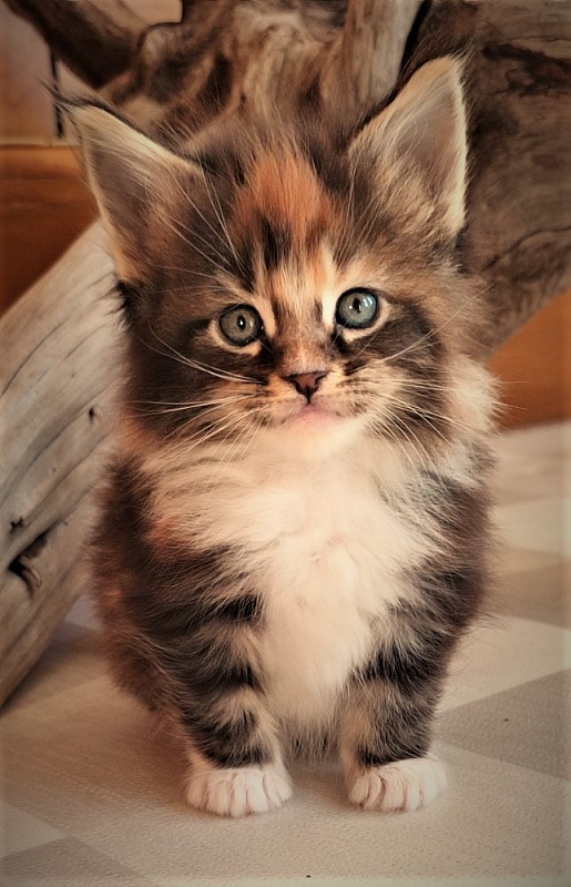 Derby Monterini - Kitten maine-coon 1 month 0.5 weeks