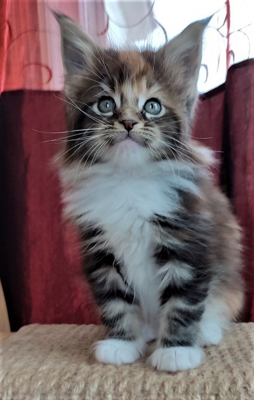 Derby Monterini - Kitten maine-coon 1 month 2.5 weeks
