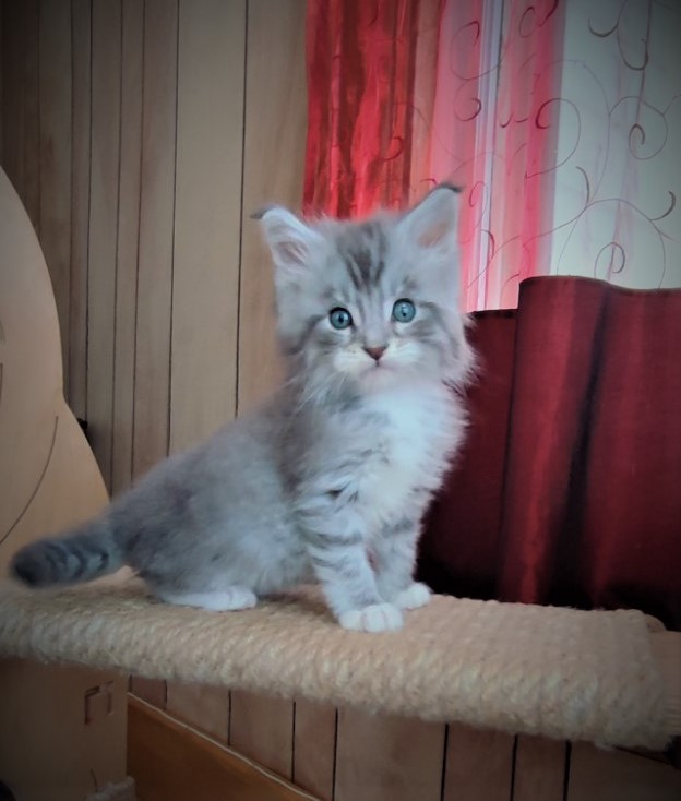 Eminem Monterini - Кошеня мейн-кун 1 місяць 2 тижні