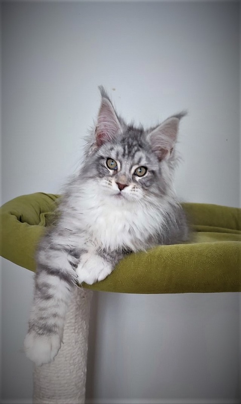 Eminem Monterini - Кошеня мейн-кун 3 місяця 2,5 тижні