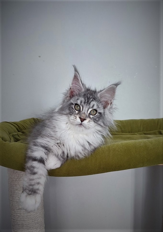 Eminem Monterini - Кошеня мейн-кун 3 місяця 2,5 тижні