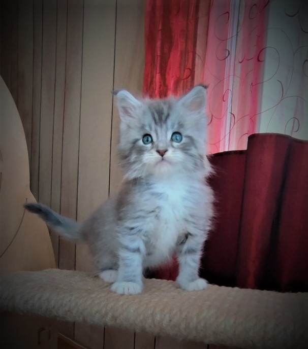 Eminem Monterini - Кошеня мейн-кун 1 місяць 2 тижні