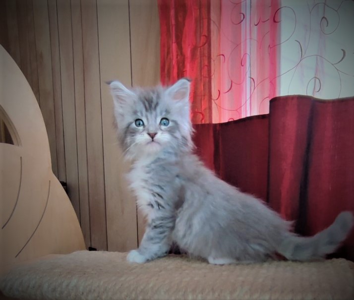 Eminem Monterini - Кошеня мейн-кун 1 місяць 2 тижні