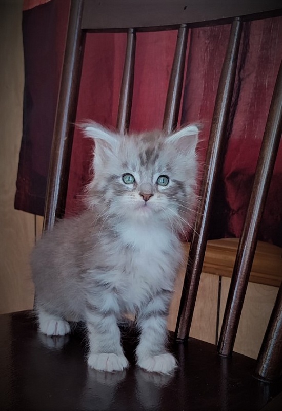 Eminem Monterini - Кошеня мейн-кун 1 місяць 3 тижні