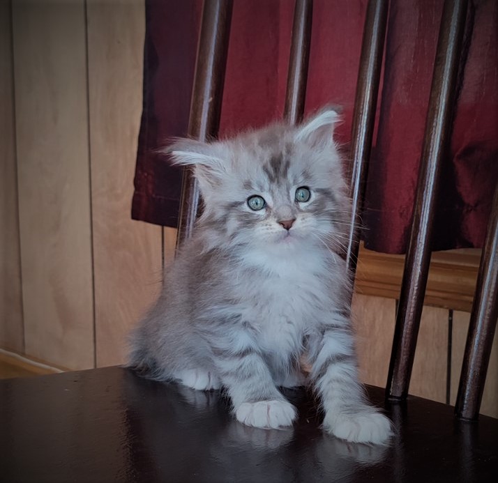 Eminem Monterini - Кошеня мейн-кун 1 місяць 3 тижні