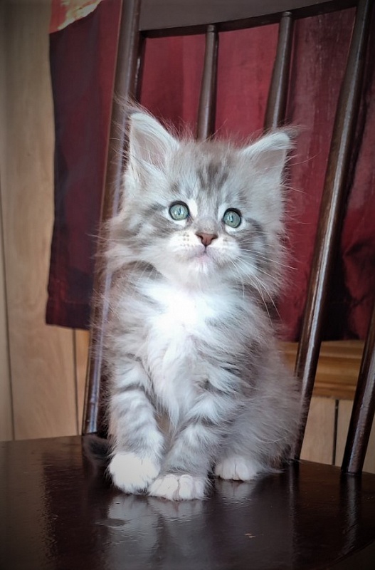 Eminem Monterini - Кошеня мейн-кун 1 місяць 3 тижні