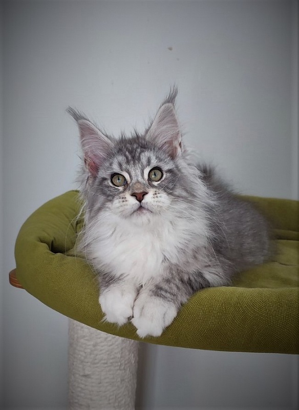 Eminem Monterini - Кошеня мейн-кун 3 місяця 2,5 тижні