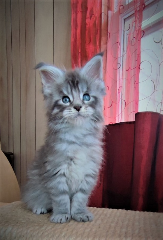 Ewok Monterini - Kitten maine-coon 1 month 2 weeks