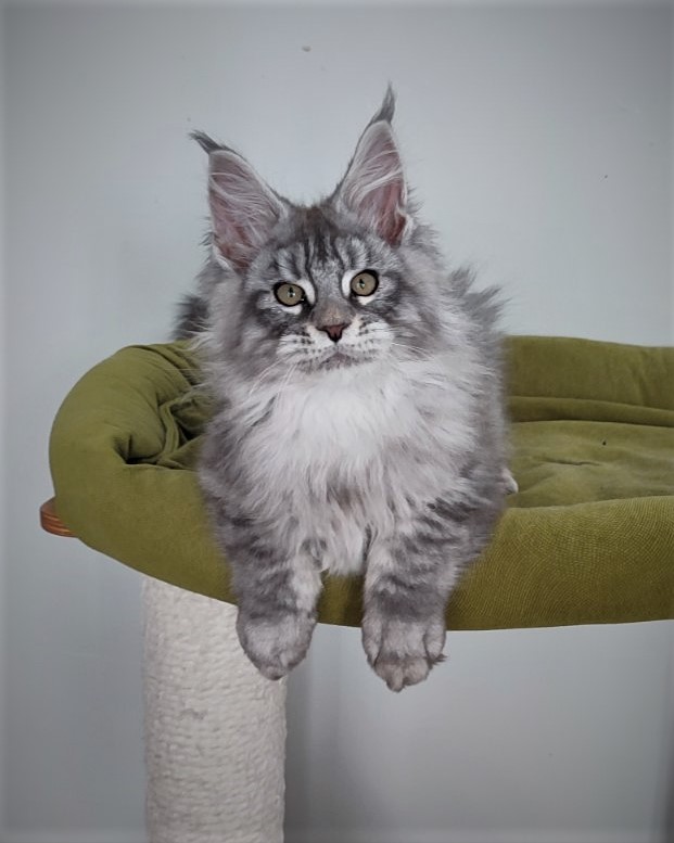 Ewok Monterini - Kitten maine-coon 3 months 2.5 weeks