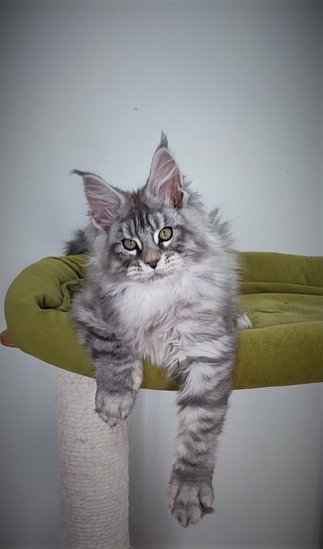 Ewok Monterini - Kitten maine-coon 3 months 2.5 weeks