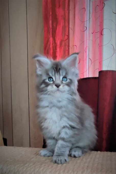Ewok Monterini - Kitten maine-coon 1 month 2 weeks