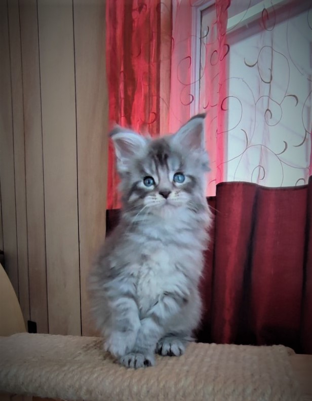 Ewok Monterini - Kitten maine-coon 1 month 2 weeks