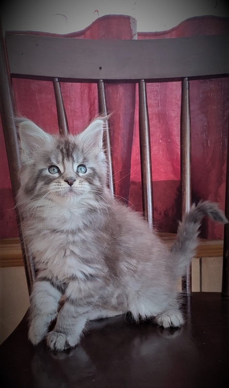 Ewok Monterini - Kitten maine-coon 1 month 3 weeks