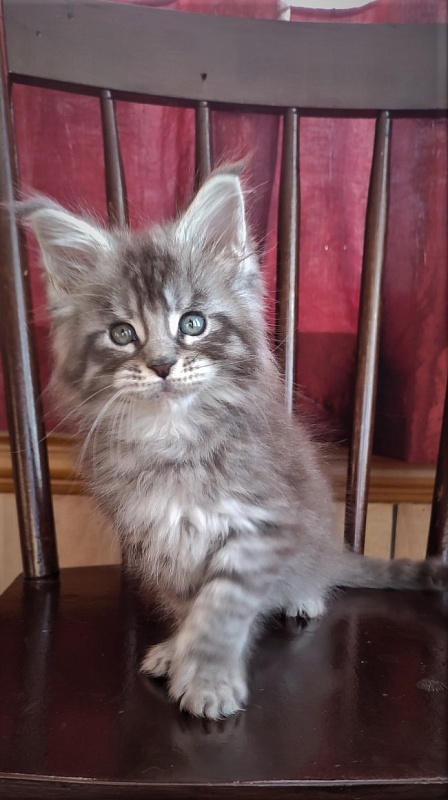 Ewok Monterini - Kitten maine-coon 1 month 3 weeks