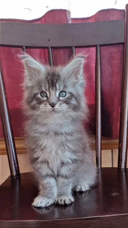 Ewok Monterini - Kitten maine-coon 1 month 3 weeks