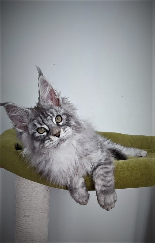 Ewok Monterini - Kitten maine-coon 3 months 2.5 weeks