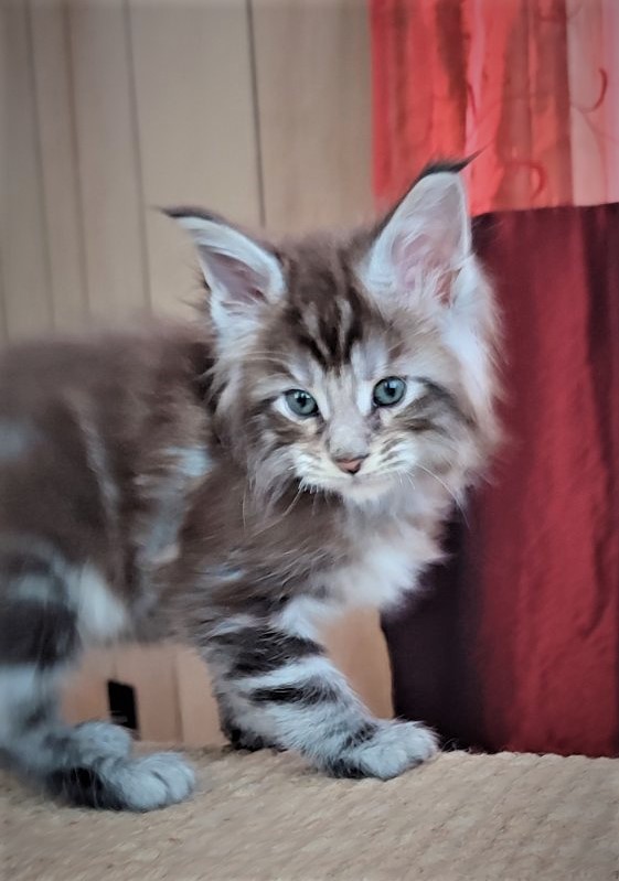 Emerald Monterini - Kitten maine-coon 1 month 2 weeks