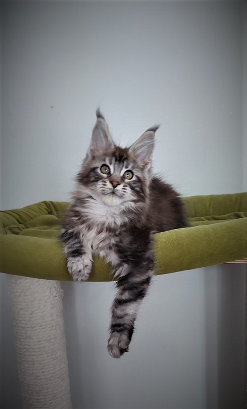 Emerald Monterini - Kitten maine-coon 3 months 2.5 weeks