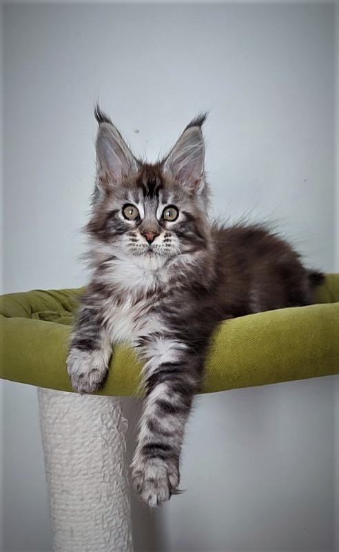 Emerald Monterini - Kitten maine-coon 3 months 2.5 weeks