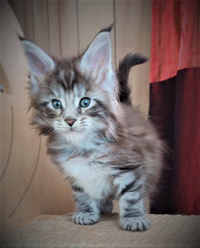 Emerald Monterini - Kitten maine-coon 1 month 2 weeks
