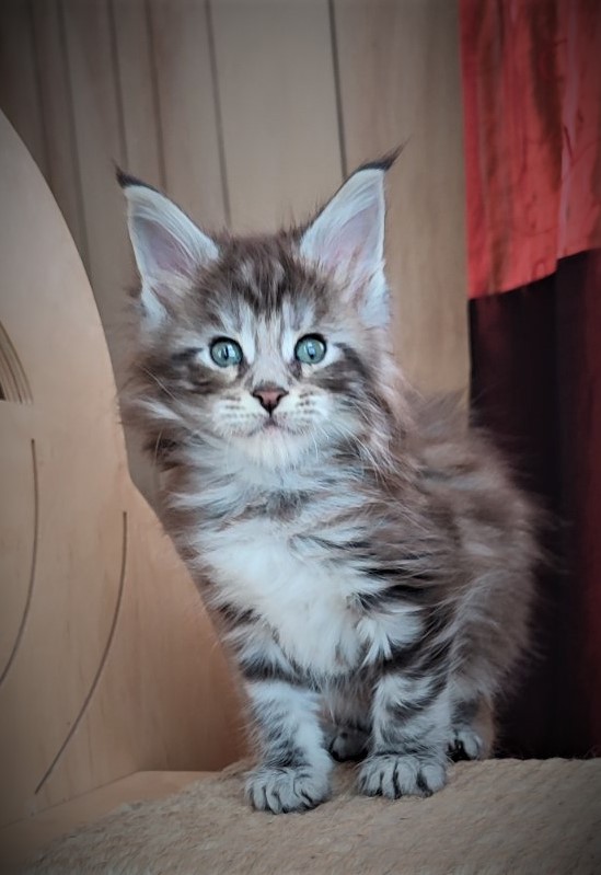 Emerald Monterini - Kitten maine-coon 1 month 2 weeks